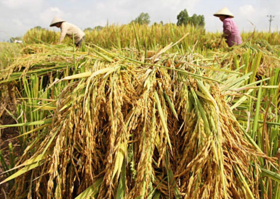 Dù không ăn gạo sản xuất theo GlobalGap, VietGap, cũng không thể khẳng định người dân Việt Nam ăn gạo “bẩn“. (Ảnh minh họa)