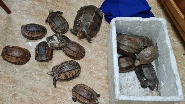 Các cá thể rùa bị bắt giữ còn sống. Ảnh: CA.