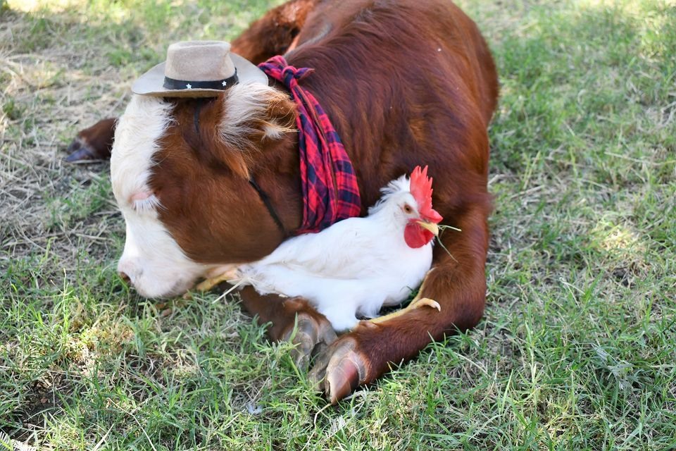 Những con vật đáng yêu như bê và gà luôn mang đến nụ cười cho chúng ta. Hãy xem hình ảnh này và cảm nhận sự vui tươi, đáng yêu của chúng nhé!