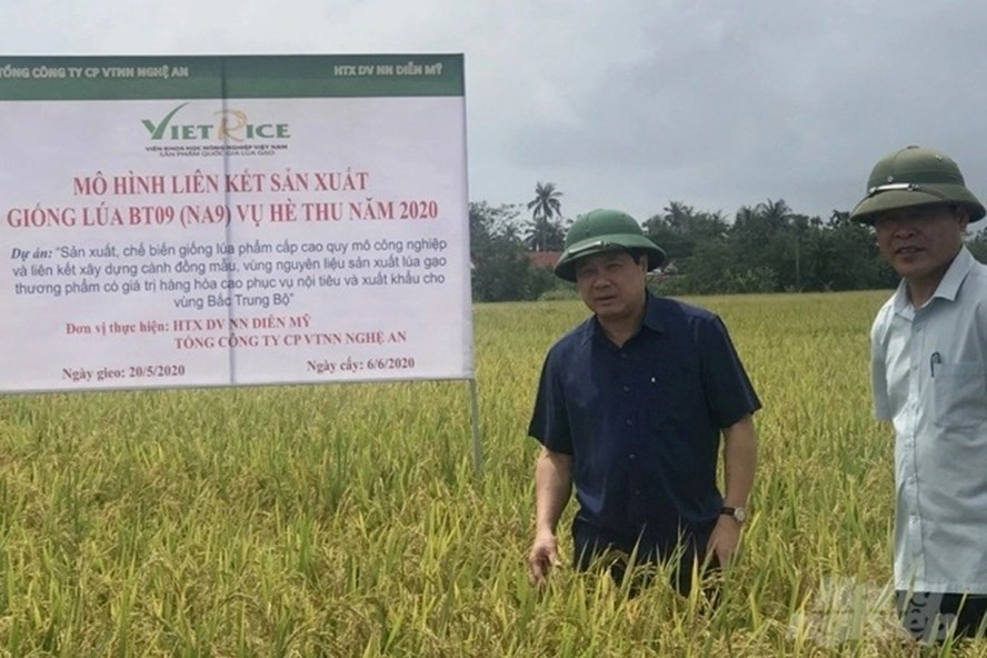 Hiệu quả sản xuất lúa gạo từ mô hình cánh đồng lớn  Báo Cần Thơ Online