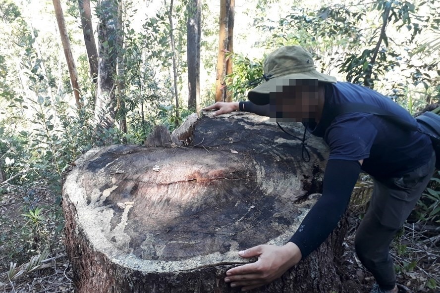 Thời gian qua, Công an tỉnh Gia Lai khởi tố nhiều vụ án phá rừng trái phép. Ảnh TA