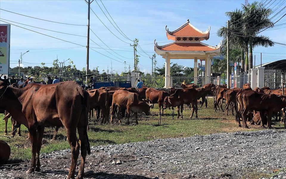 Trao 104 con bò ở thị xã Kiến Tường. Ảnh: P.V