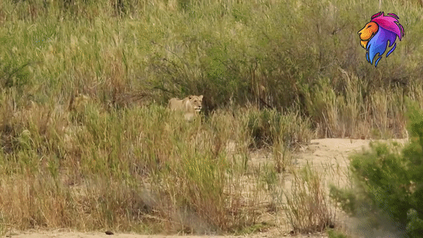 Đàn sư tử phát hiện bầy linh dương. Ảnh: Kruger Park