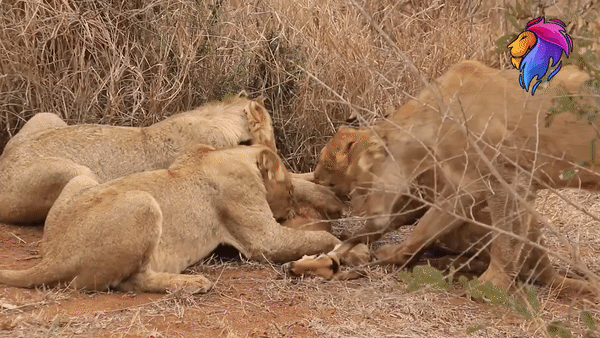 Con linh dương trở thành bữa tiệc của sư tử. Ảnh: Kruger Park