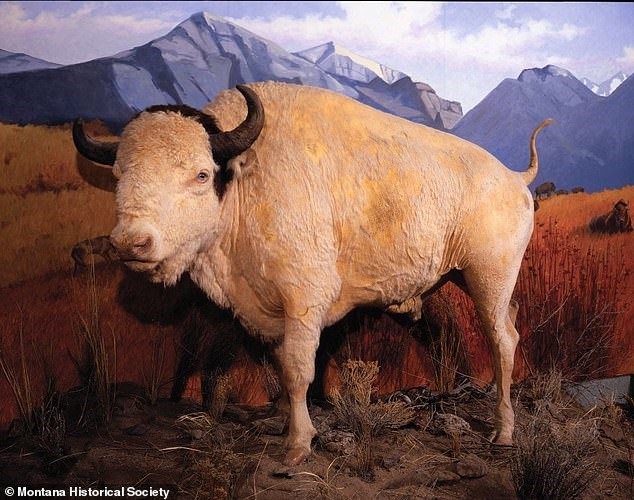 Con trâu trắng Big Medicine được nhồi bông và trưng bày tại Hiệp hội Lịch sử Montana từ 1959 đến nay. Ảnh: Montana Historical Society