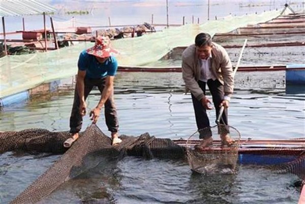 Nhiều người dân ở huyện Quỳnh Nhai phát triển mô hình nuôi cá lồng nhờ nguồn vốn tín dụng chính sách.