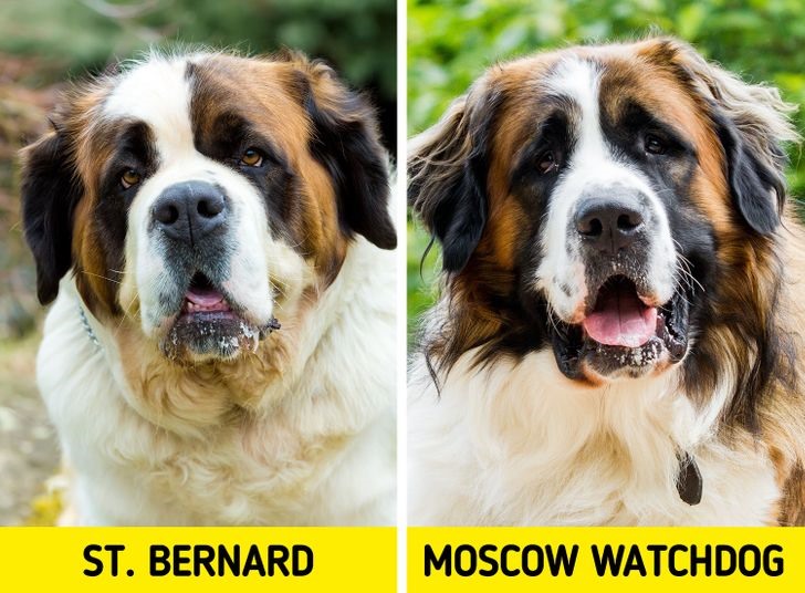 1. Chó St. Bernard and chó Moscow Watchdog (chó Mạc Tư Khoa) Phân biệt: Chó St. Bernard có một khuôn mặt bẹp hơn với nếp gấp trên mặt và một mũi tẹt. Trong khi đó chó Moscow có bề ngoài nhỏ hơn một chút. Thân hình Moscow Watchdog thon dài, mũi cao thẳng hơn và không có nếp gấp trên má.