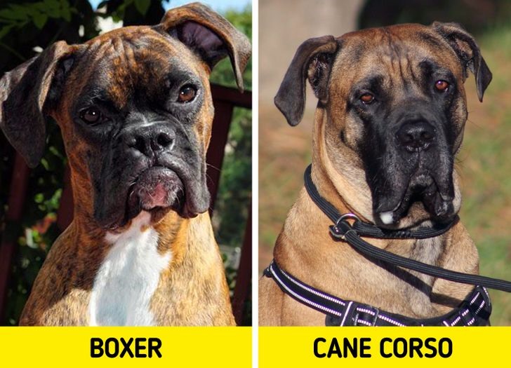 10. Chó Boxer và Cane Corso Phân biệt: Chó Boxer nhỏ hơn và chiều dài thân hình ngắn hơn. Hàm dưới của nó nhô ra phía trước. Còn chó Cane Corso có môi trên bị xệ xuống, che mất hàm dưới.