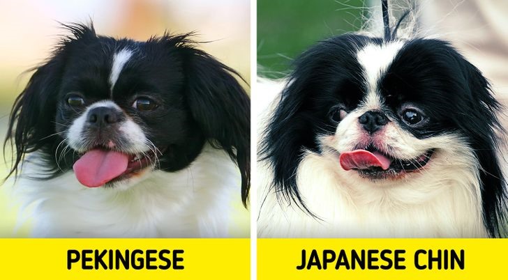 2. Chó Bắc Kinh và chó Nhật Phân biệt: Khuôn mặt của chó Bắc Kinh bẹp hơn.  Ngoài ra mặt nó cũng to hơn một chút nhưng lại ngắn hơn so với mặtc chó Nhật. Chó Nhật có một vầng trán tròn hơn.