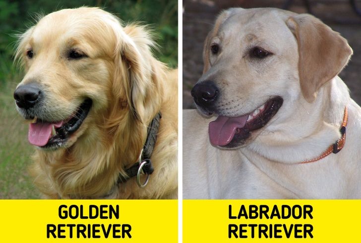 3. Chó Golden Retriever and chó tha mỗi Labrador