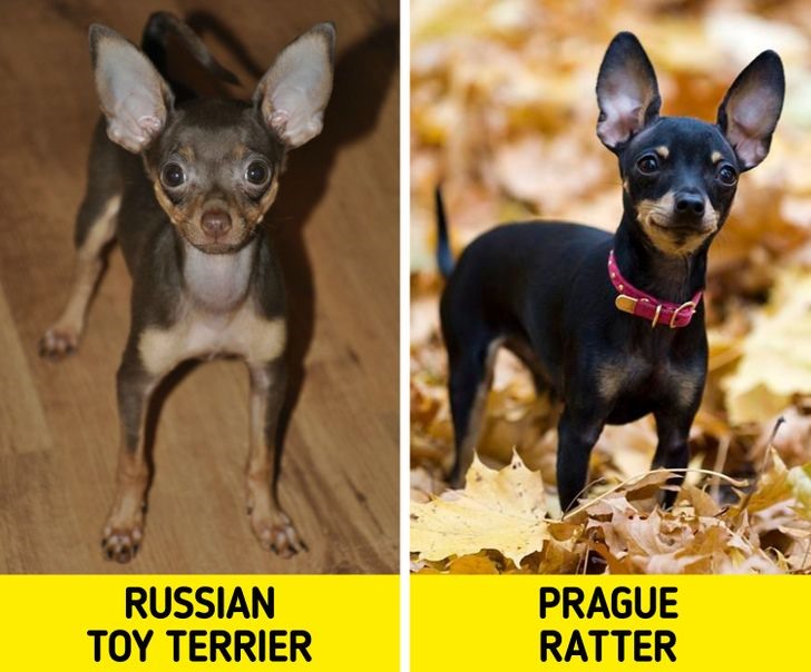 5. Chó sục cảnh Nga và chó bắt chuột