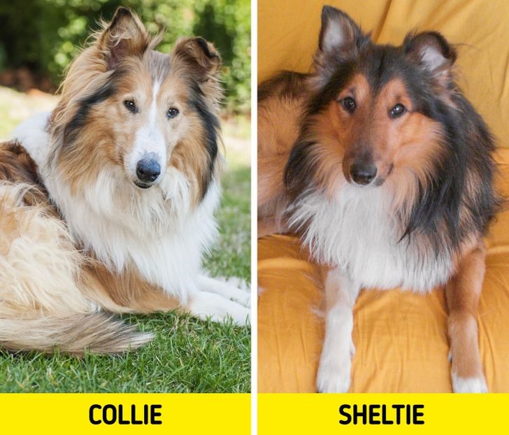 6. Chó Rough Collie and chó Sheltie Phân biệt: Chó Rough Collie cao hơn, lớn hơn và nó có một khuôn mặt nhỏ và dài hơn. Trong khi đó đầu của chó Sheltie ngắn hơn và to hơn.