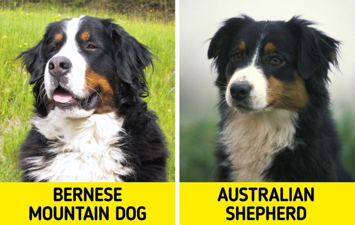 8. Chó núi Bern và chó chăn cừu Úc Phân biệt: Chó núi Bern có một cái đầu lớn với vầng trán rộng và tròn. Trong khi đó,  chó chăn cừu Úc nhỏ hơn và bộ lông ngắn hơn.