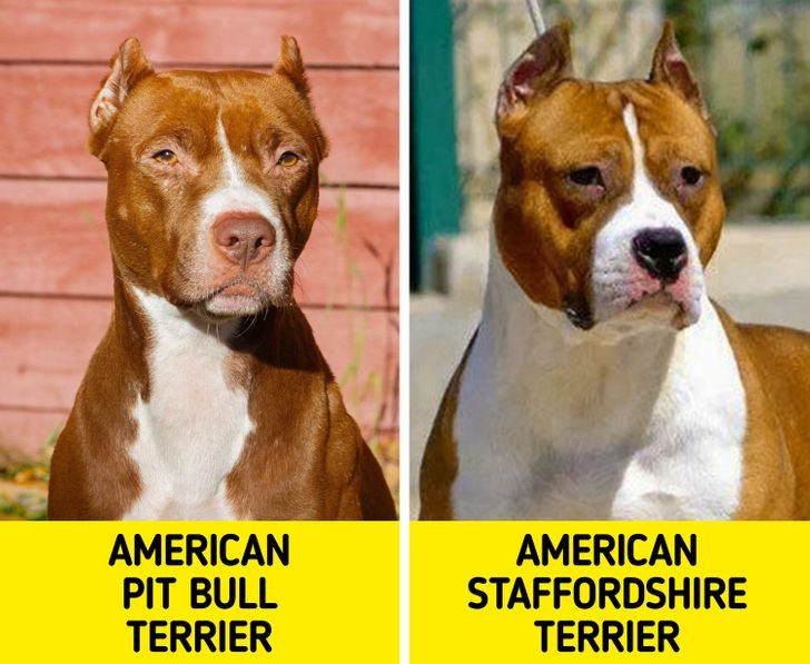 9. Chó Pit Bull và chó Staffordshire Terrier Phân biệtL Cơ thể của  American Pit Bull Terrier nhỏ hơn và chân của chúng ngắn hơn. Các chỉ số thân hình của American Staffordshire Terrier hoàn toàn ngược lại. Giống chó này lớn hơn, có chân dài hơn và ngực rộng hơn.