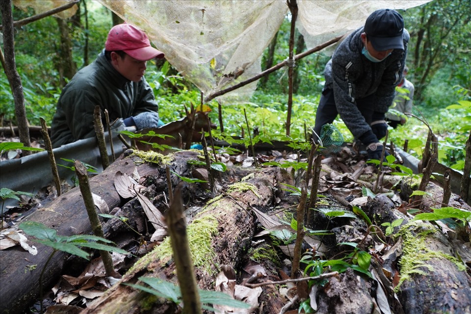 Các nhân công cho biết, chông vừa chống trộm hiệu quả vừa ngăn chặn thú rừng từ núi Ngọc Linh về phá hoại vườn sâm nhiều năm tuổi. Việc bảo vệ vườn sâm trong thời tiết giá rét được tiến hành thường xuyên, nghiêm túc