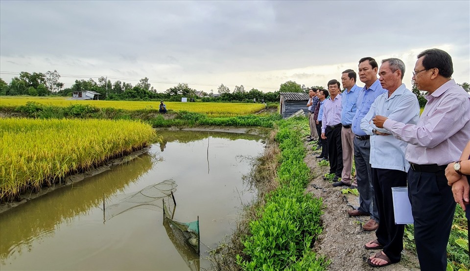 Lãnh đạo tỉnh Bạc Liêu thăm mô hình lúa ST24 trên đất nuôi tôm huyện Phước Long, tỉnh Bạc Liêu (ảnh Nhật Hồ)