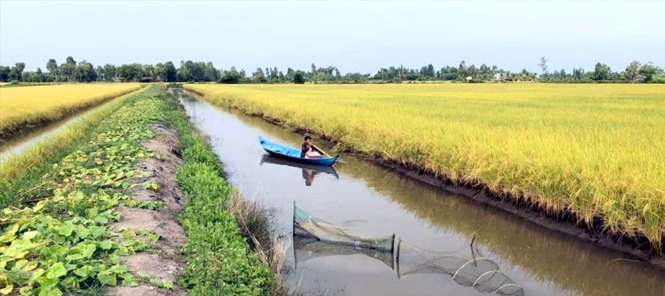 Cánh đồng lúa ST24 chờ thu hoạch tại huyện Phước Long, tỉnh Bạc Liêu (ảnh Nhật Hồ)