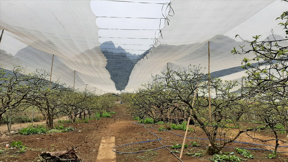 Người dân dựng nhà lưới chống băng giá, sương muối cho cây ăn quả. Ảnh: Minh Nguyễn