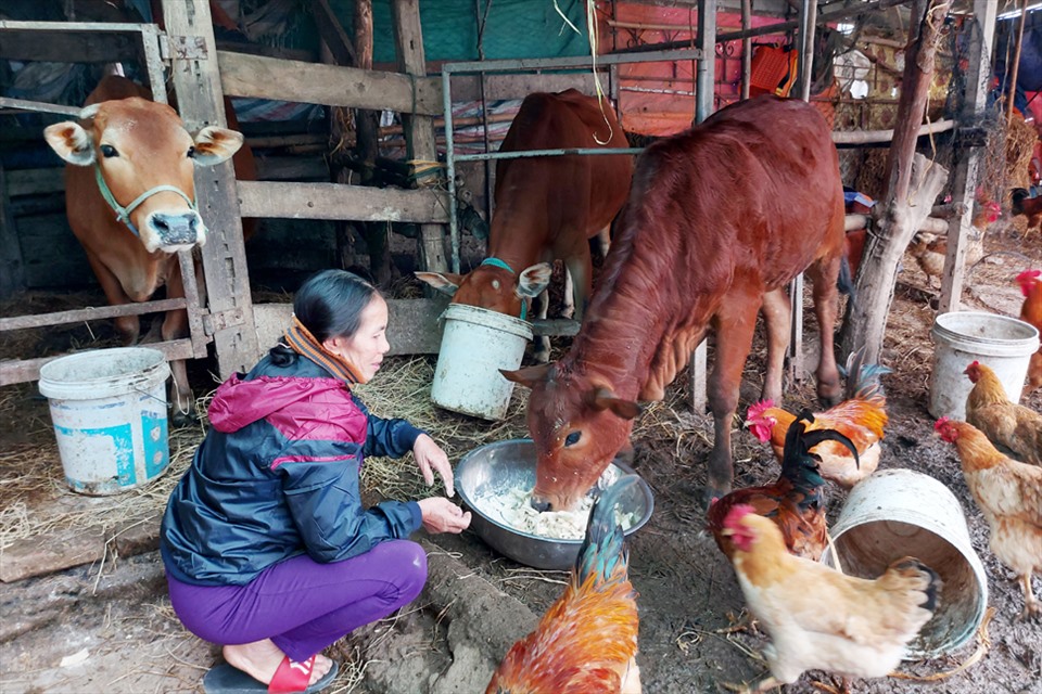Bà Hà mua 2 triệu tiền rơm về cho bò nhưng đã hết, nay muốn mua cũng không biết mua đâu ra. Ảnh: Trần Tuấn.
