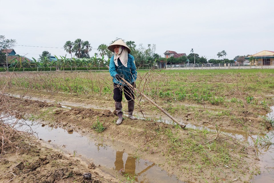 Phần lớn các cánh đồng rau vùng bị ngập lụt sâu cuối năm 2020 ở Hà Tĩnh đều hư hỏng phải nhổ bỏ làm lại. Ảnh: TT.