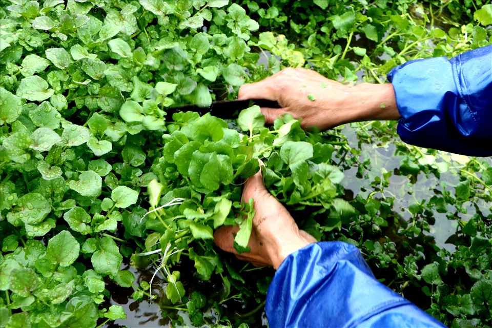 Nhờ có nguồn nước ngầm mát lành từ giếng cổ mà người dân xã Gio An đã trồng được loại rau liệt đặc sản nức tiếng khắp trong huyện, ngoài tỉnh về độ sạch. Ảnh: PĐ.