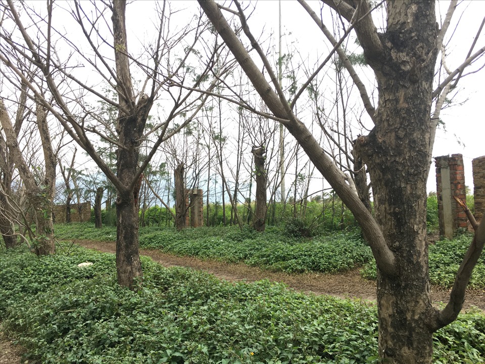 Trong thời gian ngắn hàng cây sưa vàng hai bên tuyến đường ven biển Võ Nguyên Giáp hoang tàn vì cỏ bị nhiều người giẫm lên cỏ, rác xả khắp nơi. Cộng đồng mạng đã đồng loạt lên án một bộ phận người dân chưa có ý thức trong việc bảo vệ môi trường. Ảnh: Thien Linh