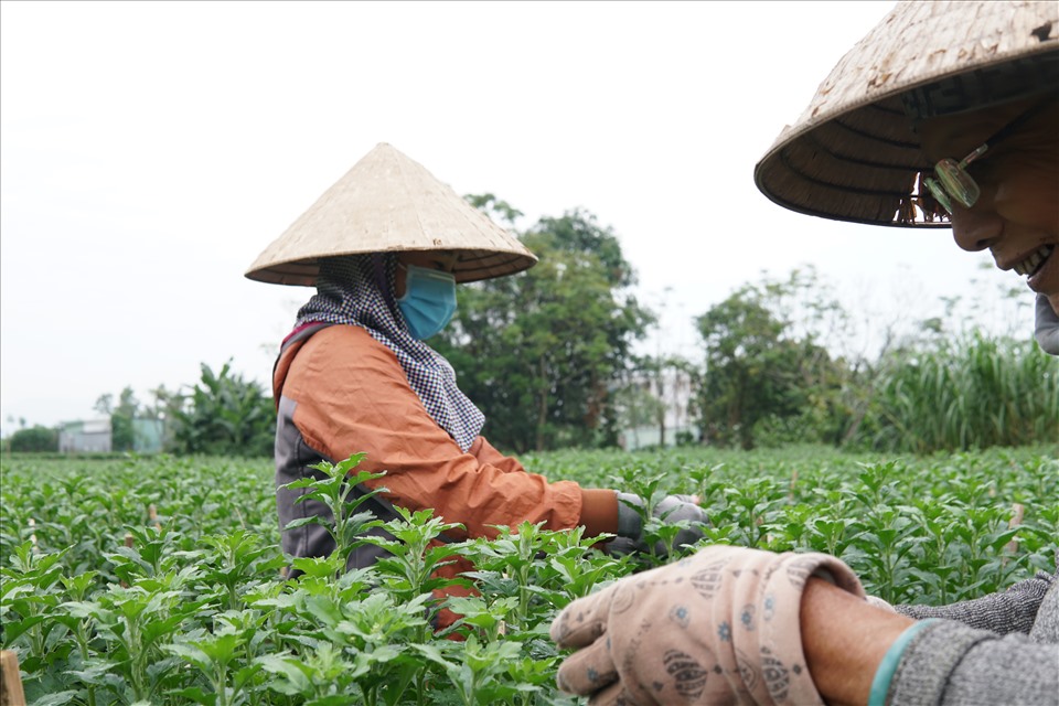 Nông dân tại vùng hoa Hòa Thọ Tây, quận Cẩm Lệ, Đà Nẵng chăm sóc hoa phục vụ Tết. Ảnh: Đ.D