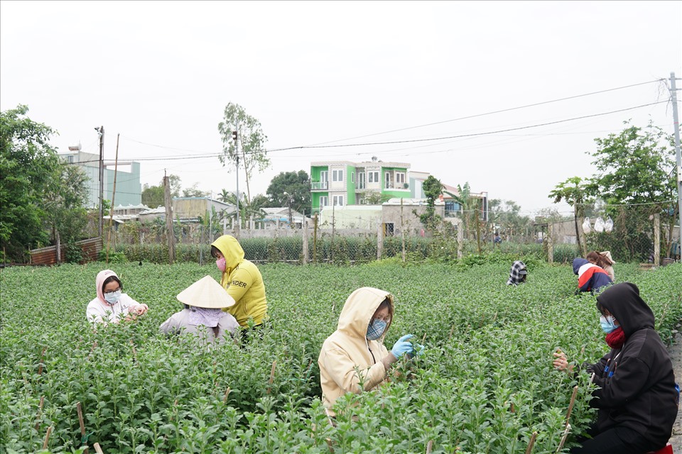 Ảnh 1: Các nhân công đang tập trung chăm sóc hoa để phục vụ cho mùa Tết Nguyên đán đang đến gần.