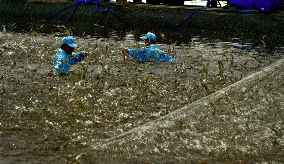 Thu hoạch tôm tại mô hình nuôi tôm siêu thâm canh mật độ cao tại Bạc Liêu (ảnh Nhật Hồ)