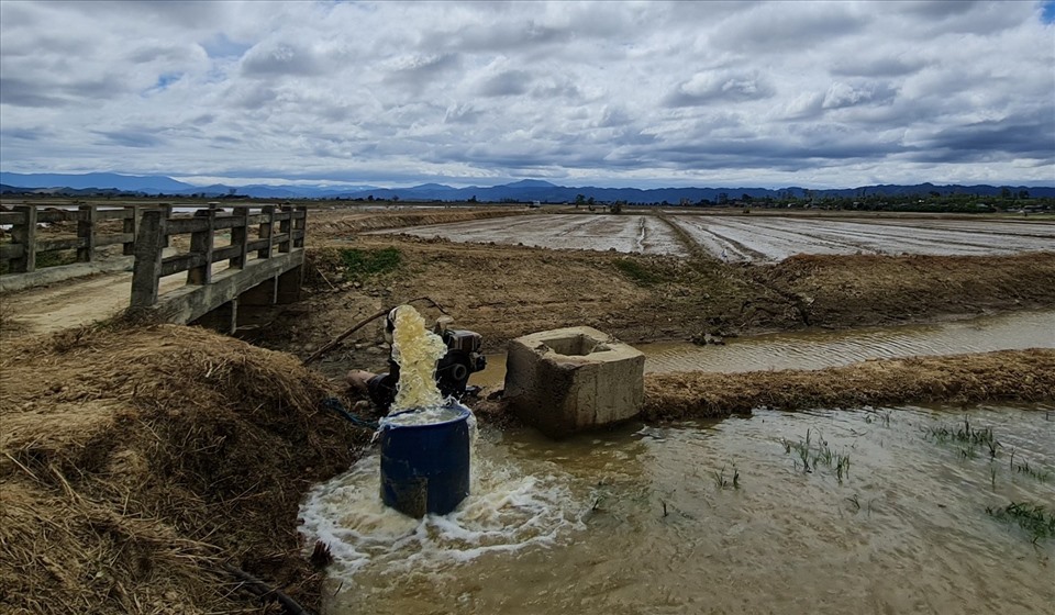 Một số người dân không thể chờ đợi phải mua máy bơm, ống nước... để bơm nước ngoài sông về ruộng lúa. Ảnh: Bảo Lâm