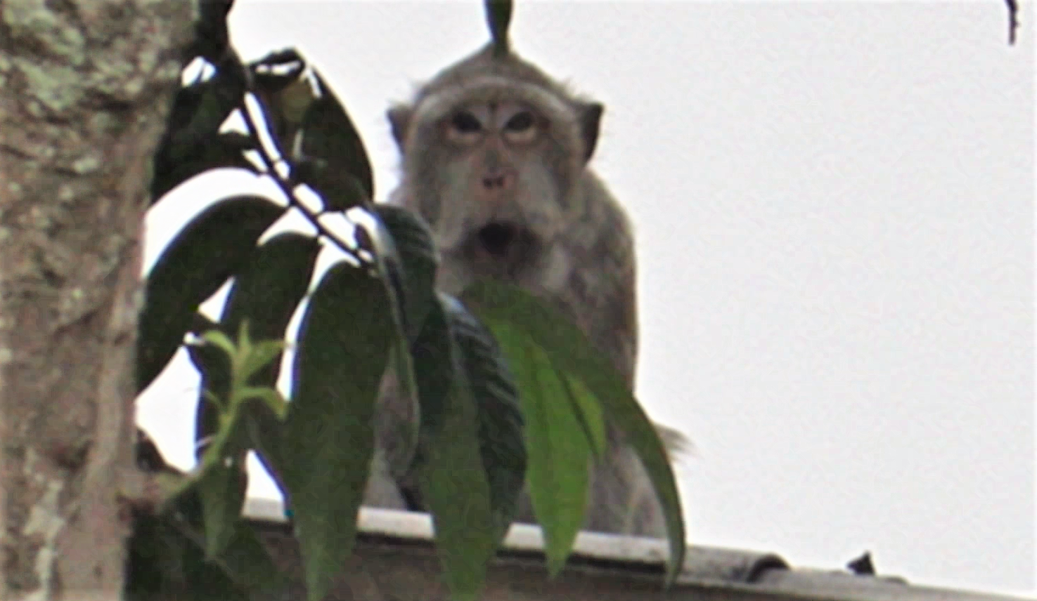 Do đàn khỉ cư ngụ gần khu dân cư nên việc vây bắt của lực lượng chức năng gặp khá nhiều khó khăn.