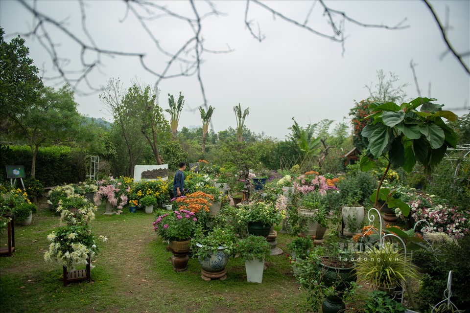 Vườn cúc này là của ông Đào Mạnh Hùng, Thanh Trì, Hà Nội. Vườn đã được ông ươm, trồng nhiều năm nay, với mong muốn giữ gìn và bảo tồn giống cúc cổ Việt Nam.