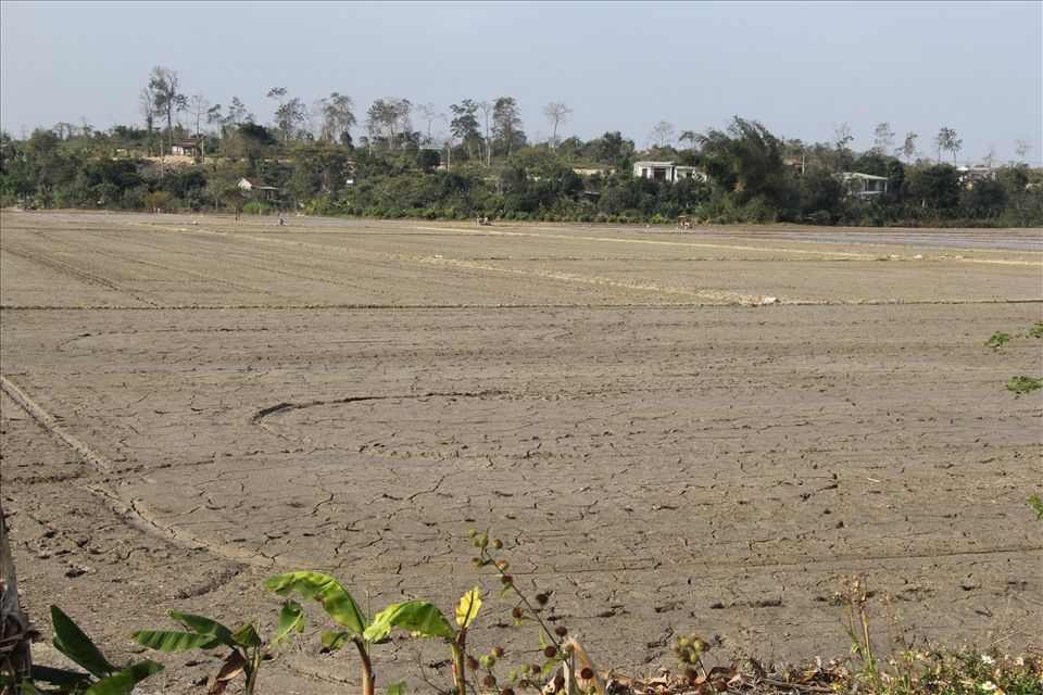 Nhiều đồng ruộng ở xã Buôn Choáh vẫn đang “khát nước“. Ảnh: Bảo Lâm