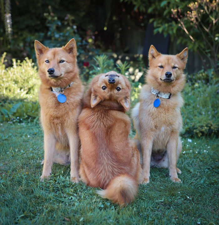Những bức ảnh 3 con chó hài hước vui nhộn và đáng yêu