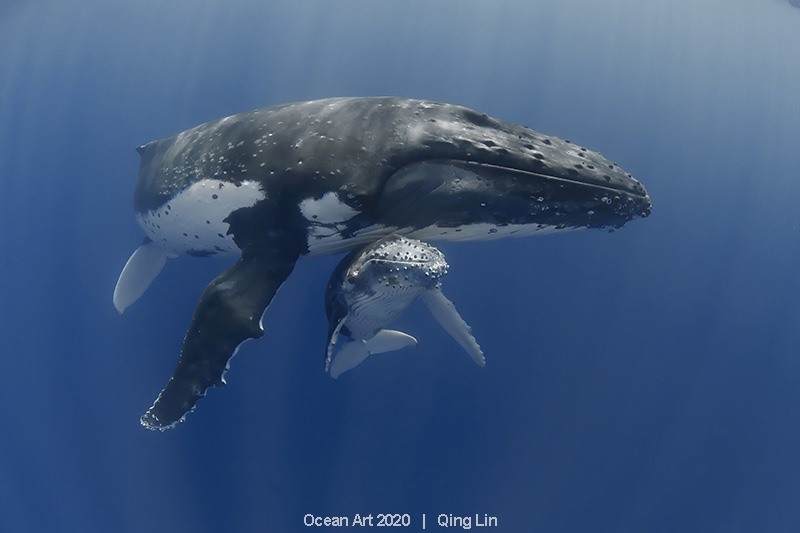 “Mom and Calf” chụp tại Vavau, Tonga