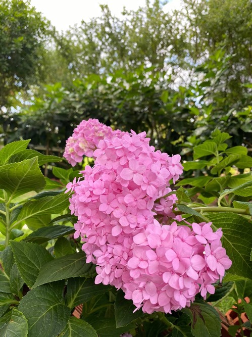 ssTrong vườn còn có cả hoa cẩm tú cầu. Loại hoa này có màu sắc thay đổi tùy vào độ pH của đất. Một khi cây có dấu hiệu hơi héo, bạn cần tưới nước bổ sung ngay vì cây ưa nước. Ngoài biệt thự ở TP HCM, cặp vợ chồng còn có một biệt thự khác ở Phú Quốc cũng rợp bóng cây và hoa.