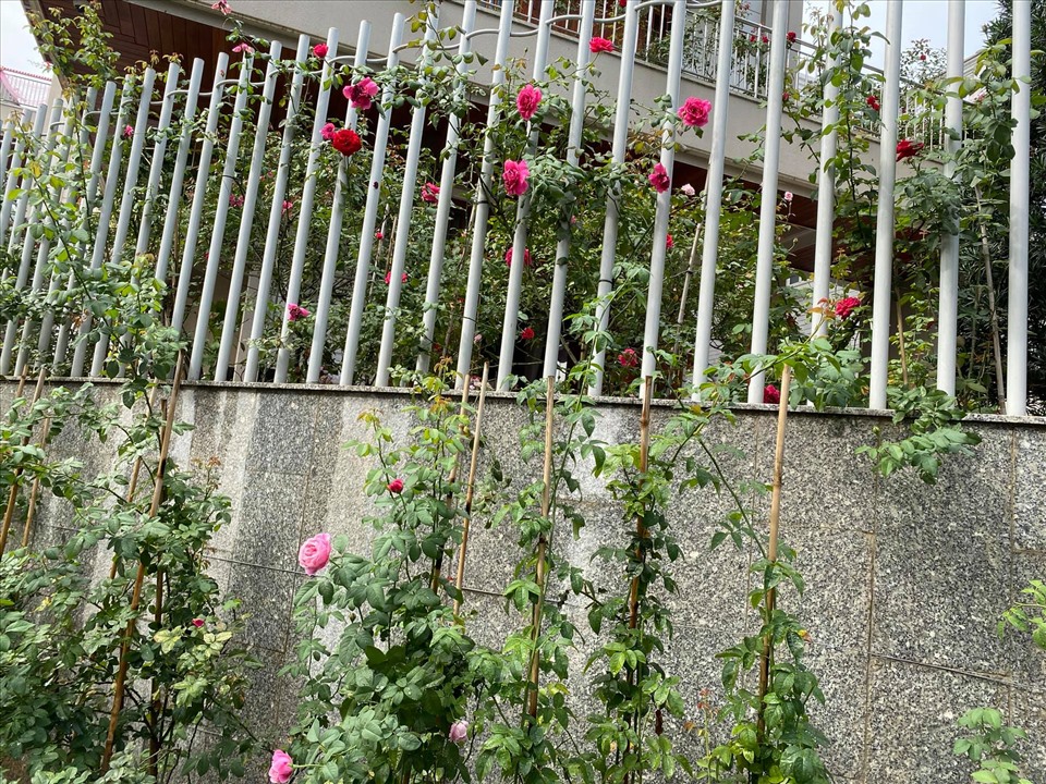 Phía bên trong biệt thự là khoảng sân vườn với hàng chục chậu hồng khác nhau.