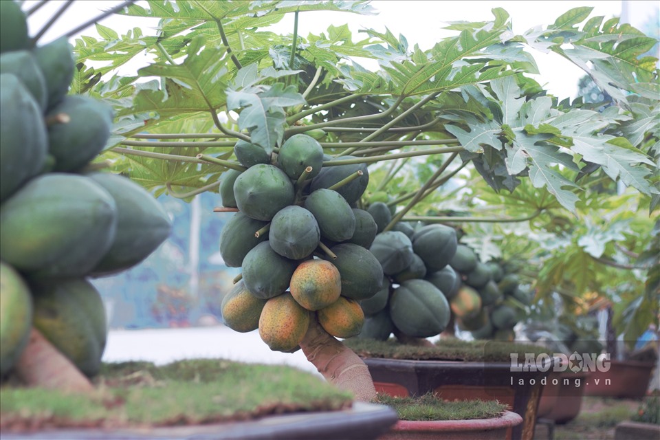 Chuẩn bị đón Tết Nguyên đán Tân Sửu, các nhà vườn ở Hưng Yên đang nhộn nhịp chuẩn bị cây cảnh, sẵn sàng cung ứng sản phẩm ra thị trường.