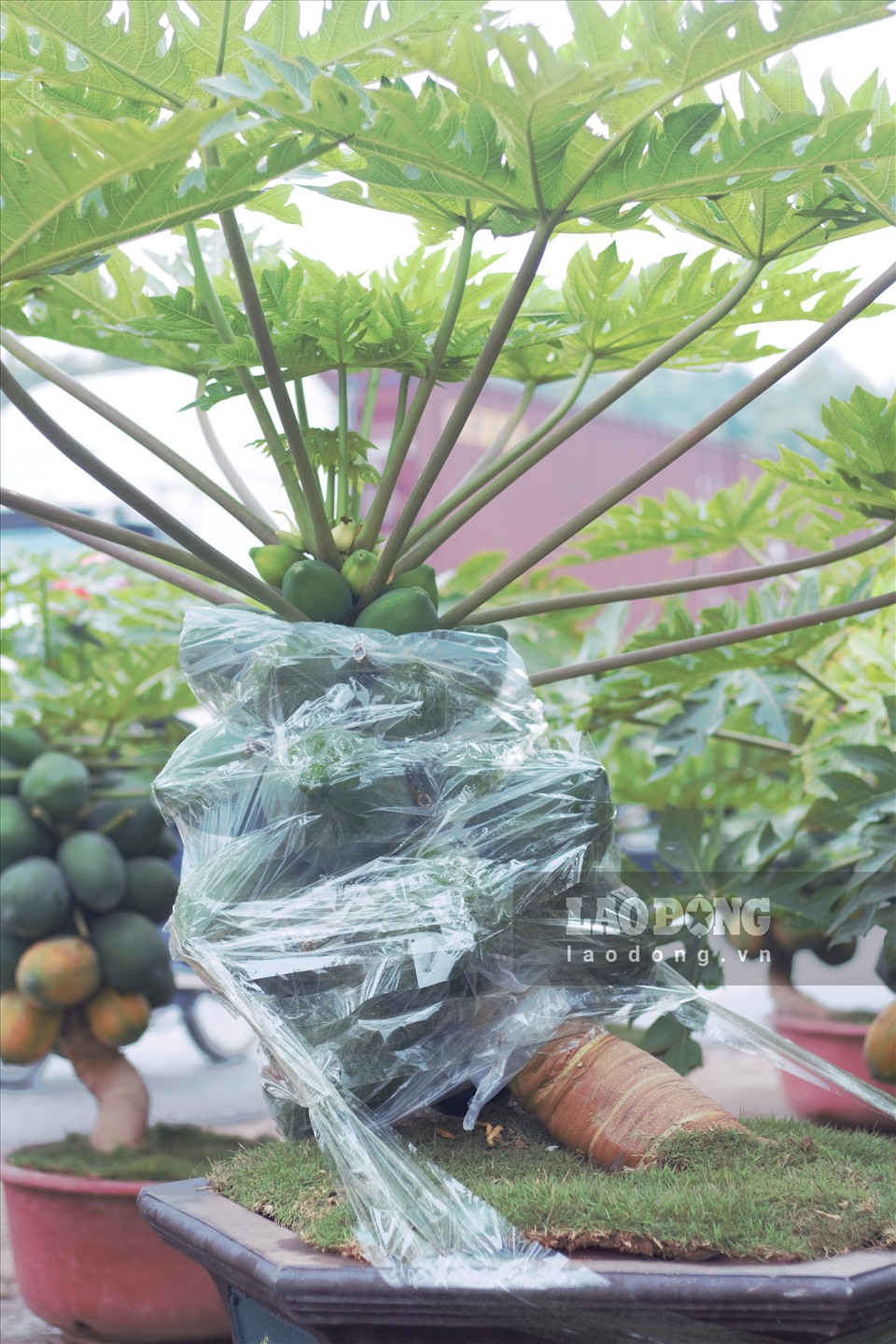 Loại cây cảnh này rất hiếm trên thị trường hiện nay, duy nhất nhà anh sở hữu tại Hưng Yên. Bởi vậy, nhiều chậu đu đủ bonsai đã có người đặt mua từ sớm.