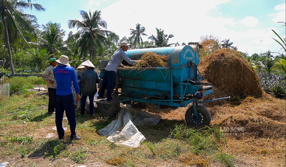 Hiện nay, hầu hết việc thu hoạch lúa đều sử dụng máy móc hiện đại nhưng với lúa bệ thì phải làm thủ công và những chiếc máy tuốt lúa trở nên có hiệu quả trong trường hợp này.