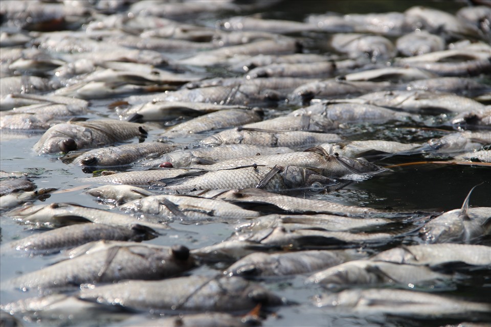 Hàng ngàn con cá chết trên kênh bốc mùi hôi thối. Ảnh: Đình Trọng