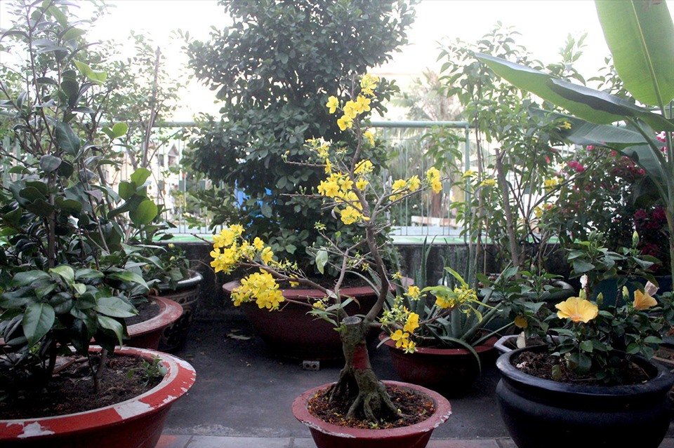 Ở một góc sân thượng, NSND Kim Cương cho đặt những chậu hoa, cảnh và chăm tưới mỗi ngày. Thỉnh thoảng, bà và gia đình dùng cơm tối tại đây để tận hưởng không gian thanh mát.