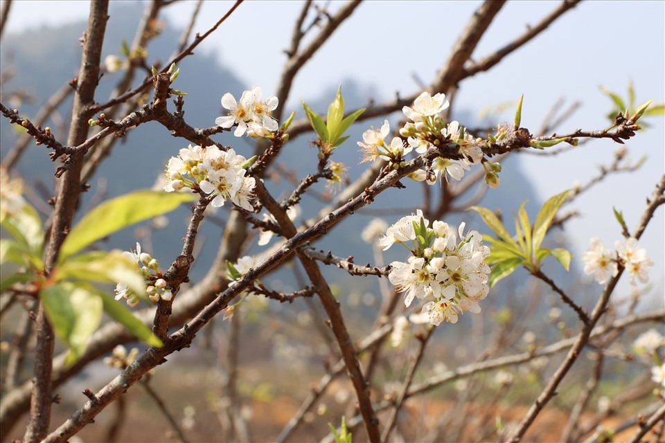 Nhắc đến Mộc Châu, không thể không nhắc đến hoa mận- loài hoa đặc trưng của miền cao nguyên xinh đẹp này. Hoa mận cánh mỏng mong manh trắng muốt nở rộ trong tiết trời mùa xuân.