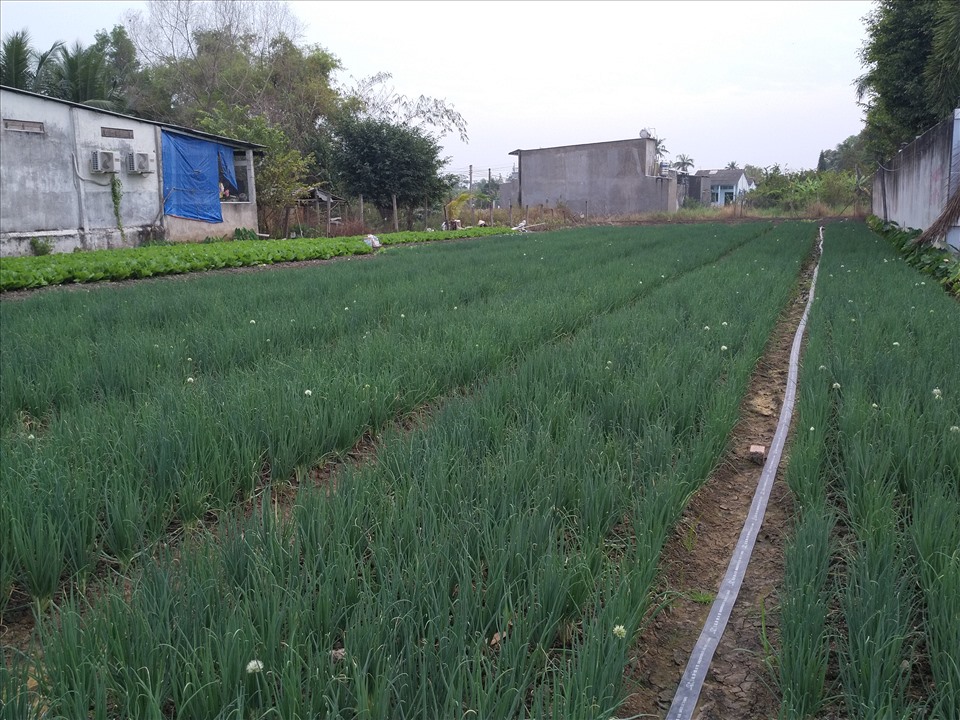 Ruộng hành trồng theo qui trình “sạch” ở huyện Cần Đước. Ảnh: K.Q