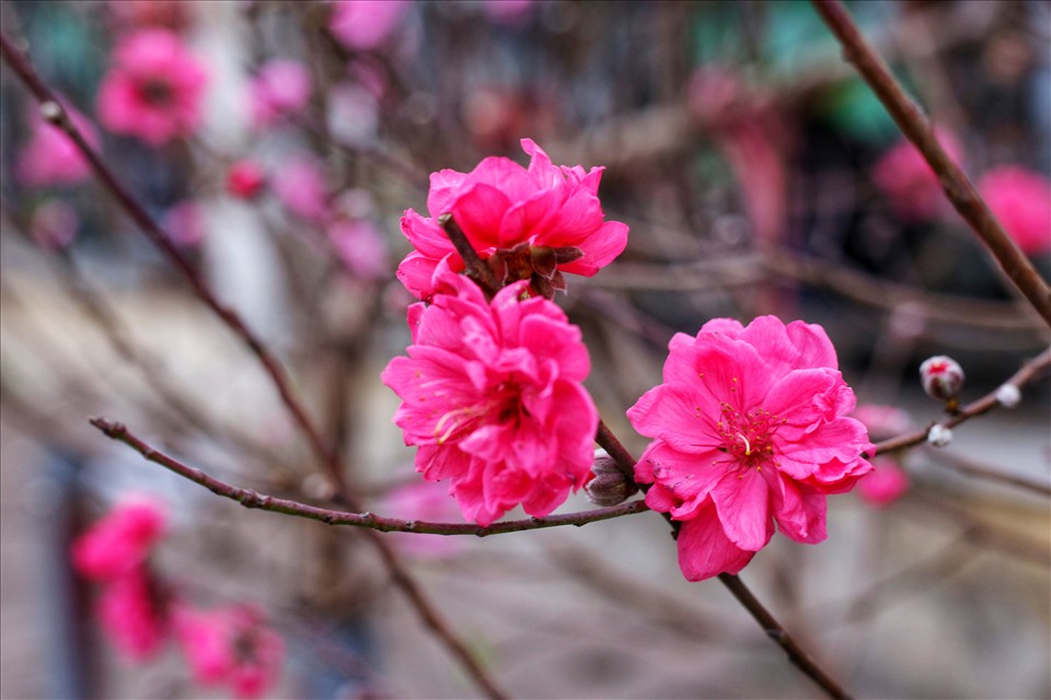 Thời tiết năm nay thuận lợi cho đào khoe sắc, những bông hoa đào bung nở như muốn gợi nhắc không khí Tết đang cận kề.