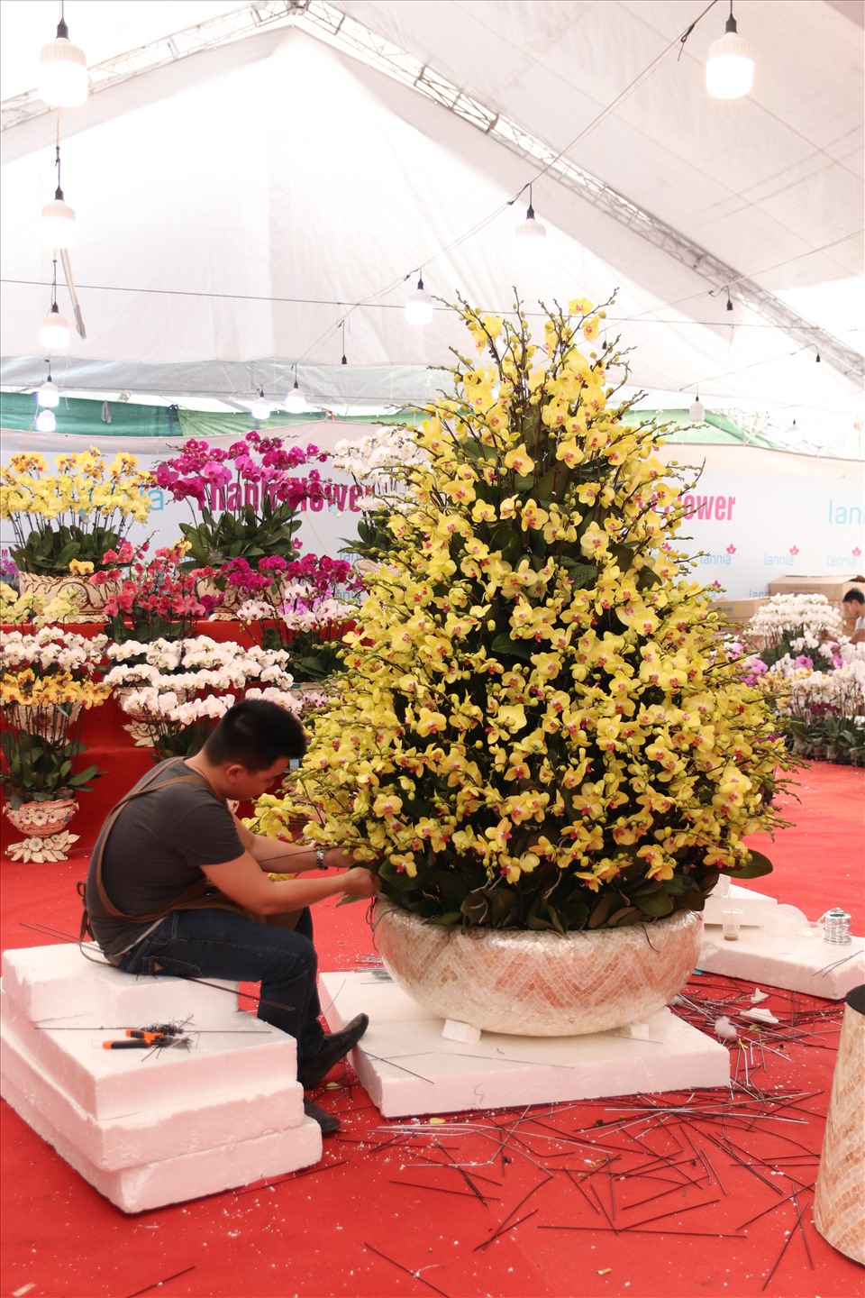 Anh Tùng (Lào Cai)- nghệ nhân cắm lan hồ điệp hơn 10 năm cho biết: Hoa lan hồ điệp được cho là loài hoa mang đến sự khởi đầu tốt đẹp, thành công viên mãn,…