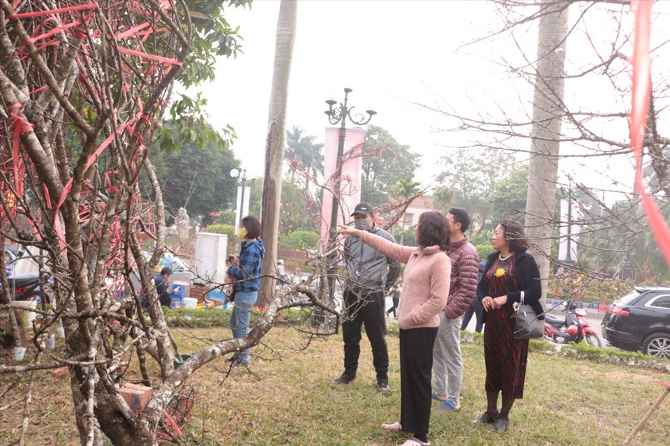 Hiện tại ở đường Lạc Long Quân (Q.Tây Hồ, Hà Nội) đào rừng trồng đang trưng bày phục vụ nhu cầu thị hiếu của người dân