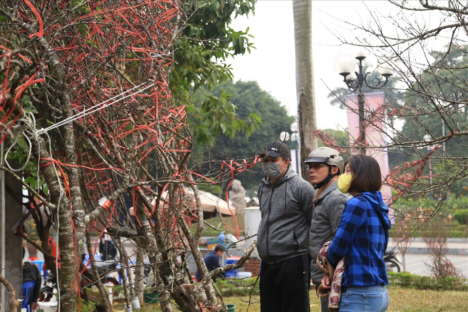 Vài năm trở lại đây đào rừng được rất nhiều người dân ưa chuộng tìm mua bởi hoa đào to, tròn và căng mọng chơi được lâu hơn so với các loại khác