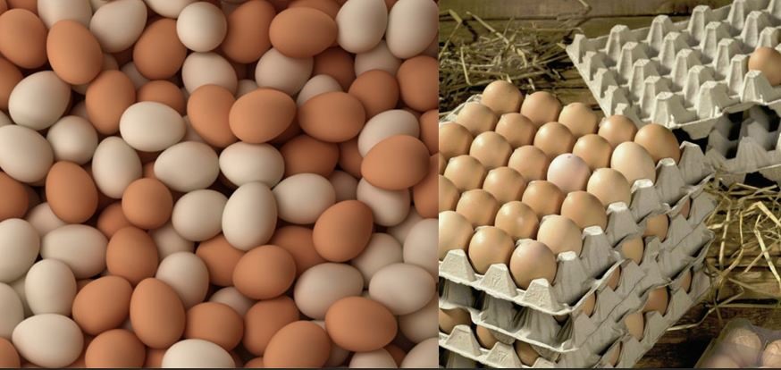 Trứng vịt liệu có tốt hơn trứng gà? Đồ họa: VA