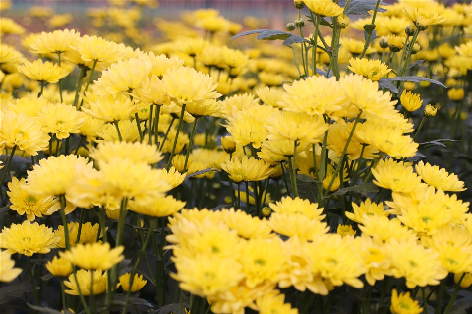 Một số hộ ở đây còn trồng thêm loại cúc vàng cánh nhỏ. Những bông hoa cúc vàng mini bung cánh nở rộ giữa cánh đồng bạt ngàn hoa cúc.
